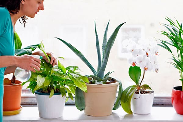 טיפול בצמח בית