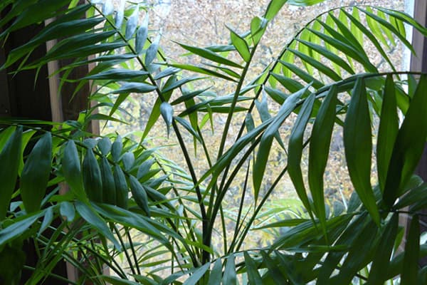 Kapalı bitki