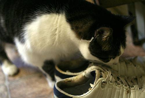 Chat renifle chaussures