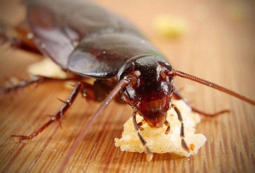 Kakerlakk som spiser agn