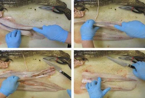 stadier af rengøring af fisk 1