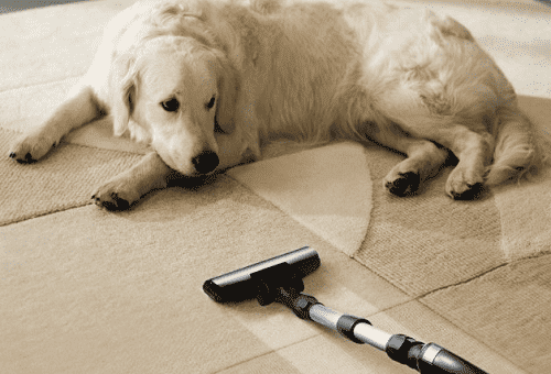 chien sur le tapis