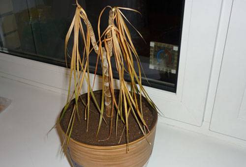 Dried plant in a pot
