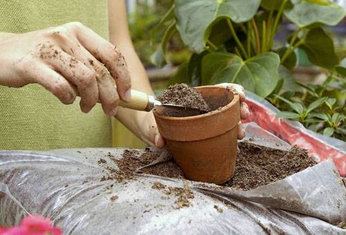 Using tea leaves when planting a plant in a pot