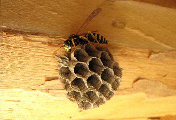 Η Wasp δημιουργεί μια φωλιά