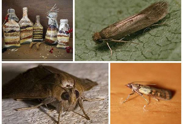 Species of moth