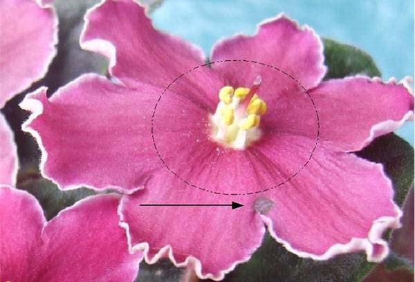 Prúžky na fialovej kvetine