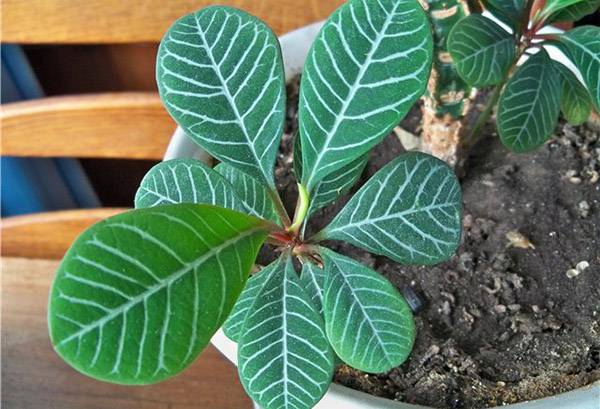 Euphorbia puting-ugat