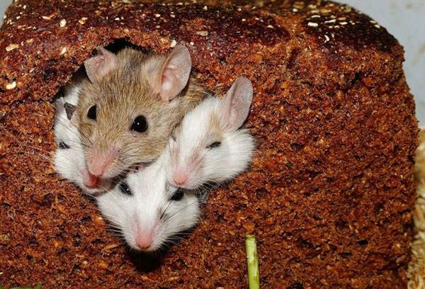 Șoareci în pâine