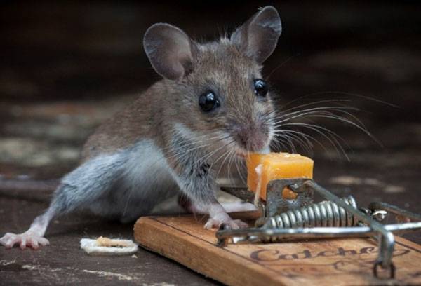 cursă de șoareci
