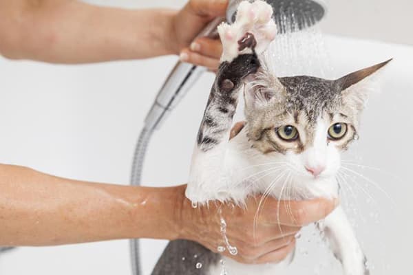 Spălarea pisicii