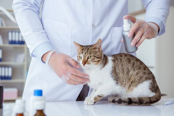 טיפול בחתול בתרסיס נגד פרעושים