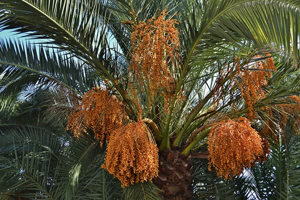 Datuma palma