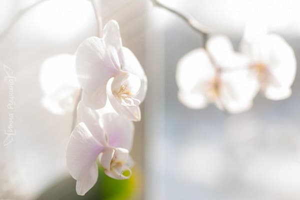 Orchidea in fiore al sole