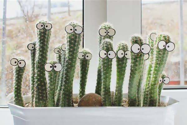 Cacti sa windowsill