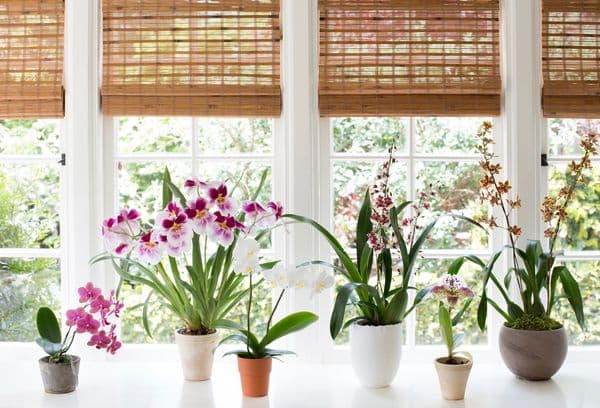 Pourquoi les orchidées ne peuvent pas être gardées à la maison: mauvais augure, effets sur la santé