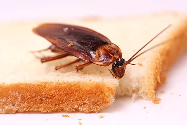 Cockroach on a piece of bread