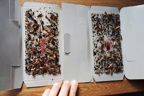 Used glue trap for cockroaches