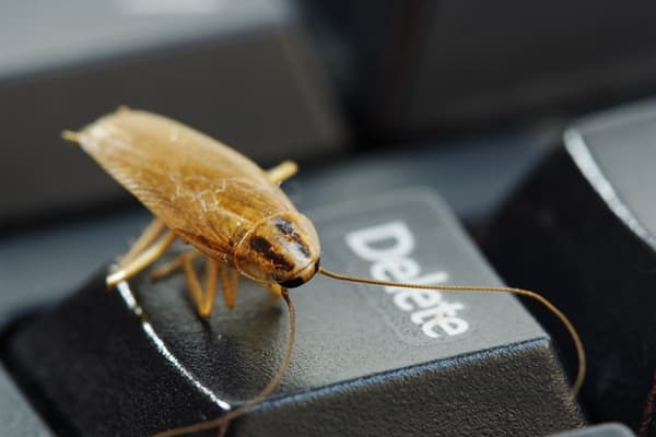 Cockroach on the keyboard