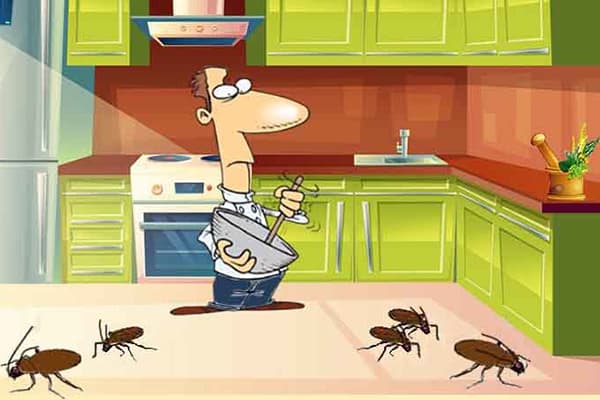 Cockroaches in the kitchen