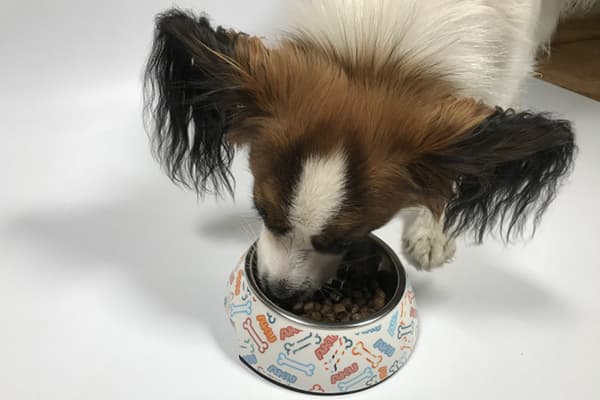 Пас једе храну из чиније