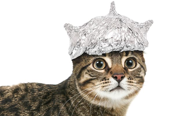 Mačka u folijskom šeširu