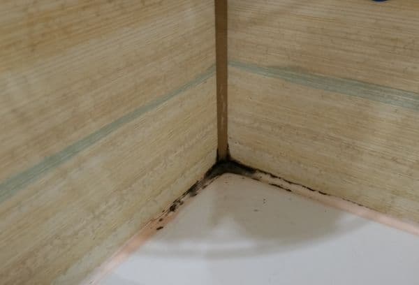Mold in the bathroom between the seams